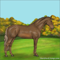 Horse Color:Chocolate Palomino 
