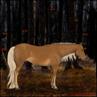 Horse Color:Chocolate Palomino 