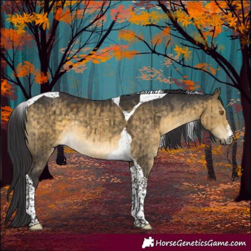 Horse Color:Buckskin Dun Sabino Tobiano Rabicano Brindle 