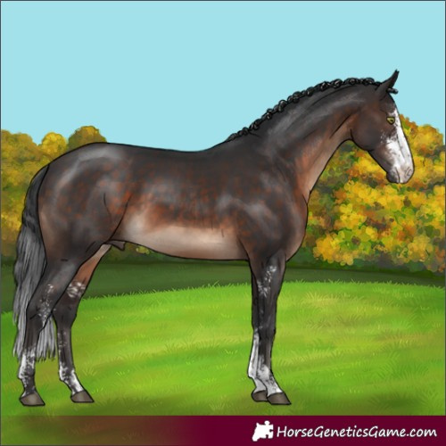 Horse Color:Brown Sabino 