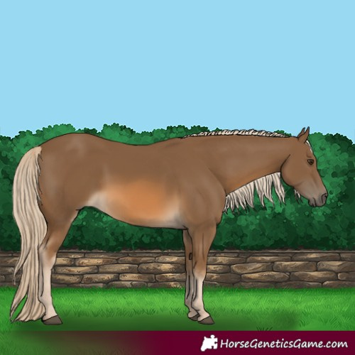Horse Color:Chocolate Palomino 
