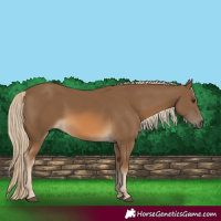Horse Color:Chocolate Palomino 