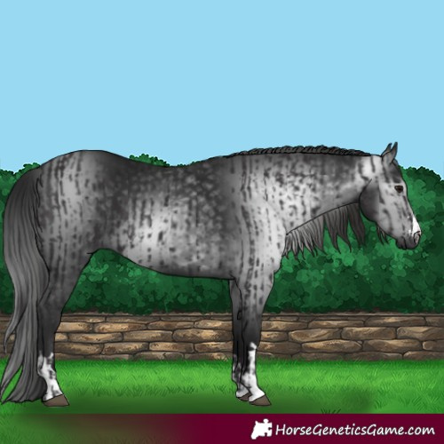 Horse Color:Smoky Black  and Gray Smoky Black 