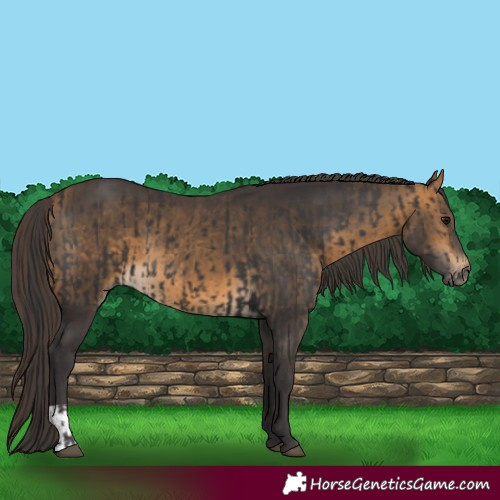 Horse Color:Smoky Black and Buckskin