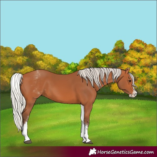 Horse Color:White Spotted Silver Bay Splash 