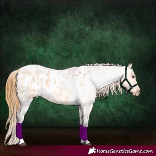 Horse Color:Buckskin Roan Dun Appaloosa 