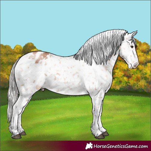 Horse Color:White Spotted Silver Black Pearl Tobiano Blanket 