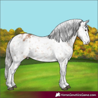 Horse Color:White Spotted Silver Black Pearl Tobiano Appaloosa 