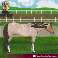 Horse Color:White Spotted Bay Roan 