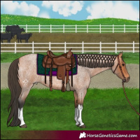 Horse Color:White Spotted Bay Roan