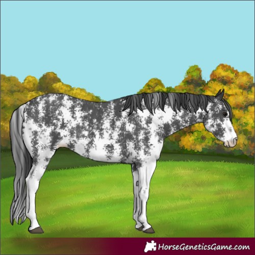 Horse Color:Black Sabino