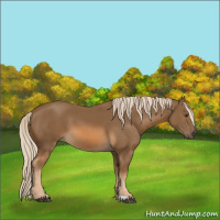 Horse Color:Chocolate Palomino 
