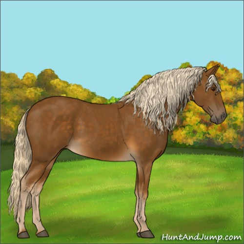 Horse Color:Chocolate Palomino 