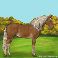 Horse Color:Chocolate Palomino 