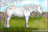 Horse Color:Bay Sabino Splash Varnish and Bay Sabino Splash Varnish