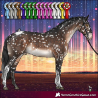 Horse Color:Brown Tobiano Appaloosa 