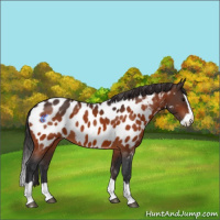 Horse Color:Bay Splash Appaloosa 