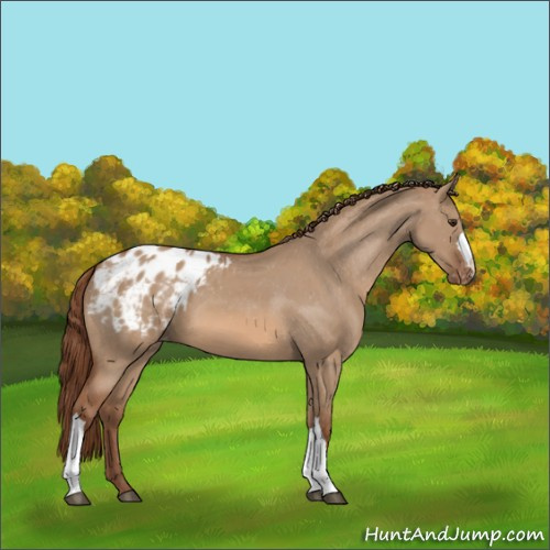 Horse Color:Red Dun Appaloosa 