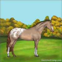 Horse Color:Red Dun Appaloosa 