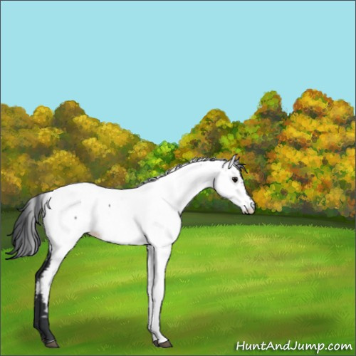 Horse Color:Unknown 