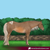 Horse Color:Chocolate Palomino Appaloosa 