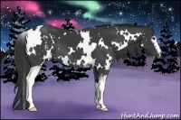 Horse Color:White Spotted Smoky Black