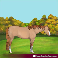 Horse Color:Red Dun 