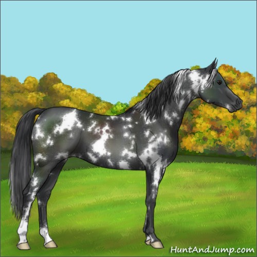 Horse Color:White Spotted Black
