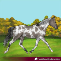 Horse Color:White Spotted Grullo 