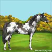Horse Color:White Spotted Smoky Black 