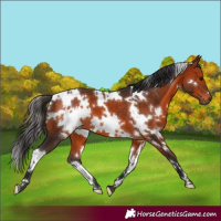 Horse Color:White Spotted Bay 