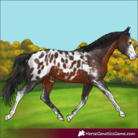 Horse Color:Brown Sabino Appaloosa 