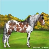 Horse Color:White Spotted Brown 