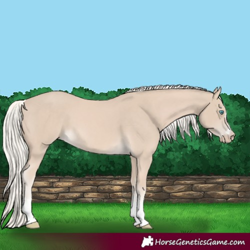 Horse Color:Cremello 