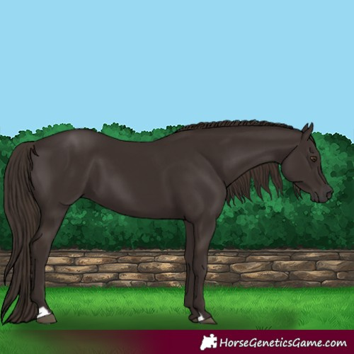 Horse Color:Liver Chestnut 
