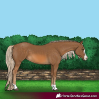Horse Color:Chocolate Palomino 