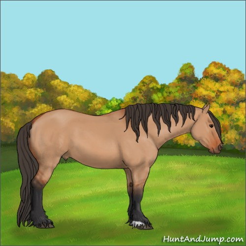 Horse Color:Bay Dun 