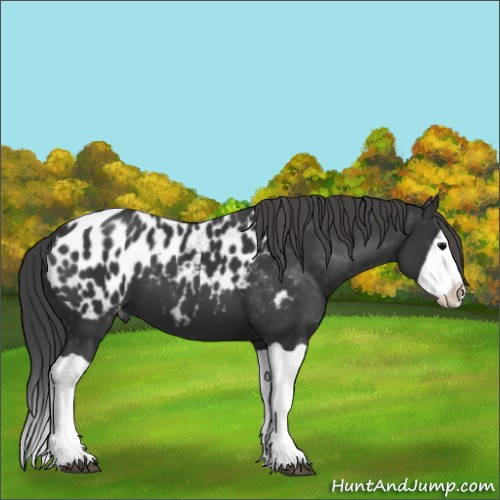 Horse Color:Black Splash Appaloosa 