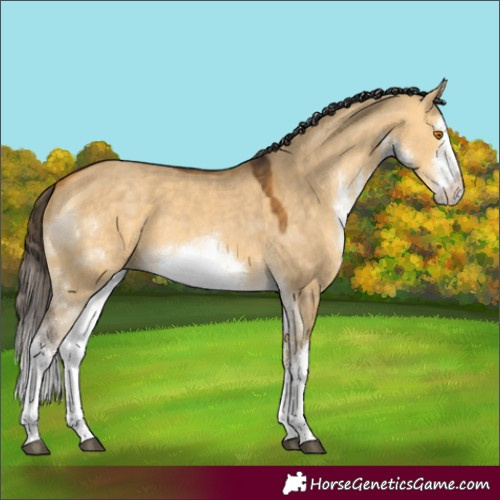 Horse Color:White Spotted Buckskin Dun