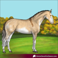 Horse Color:White Spotted Buckskin Dun 