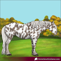 Horse Color:Silver Black Appaloosa 