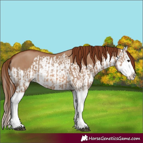 Horse Color:Red Dun Splash and Red Dun Splash