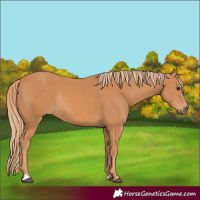 Horse Color:Chestnut Rabicano 
