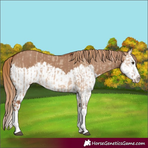 Horse Color:Red Dun Splash  and Red Dun Splash 