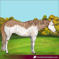 Horse Color:Red Dun Splash  and Red Dun Splash 