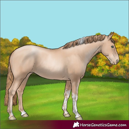 Horse Color:Gold Champagne Pearl Rabicano  and Gold Champagne Pearl Tobiano Rabicano 
