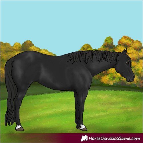 Horse Color:Gray Black 