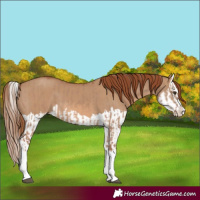 Horse Color:Red Dun Splash  and Red Dun Splash 