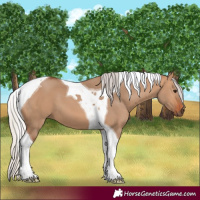 Horse Color:Silver Bay Dun Tobiano