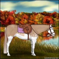 Horse Color:Red Dun Splash  and Red Dun Splash 